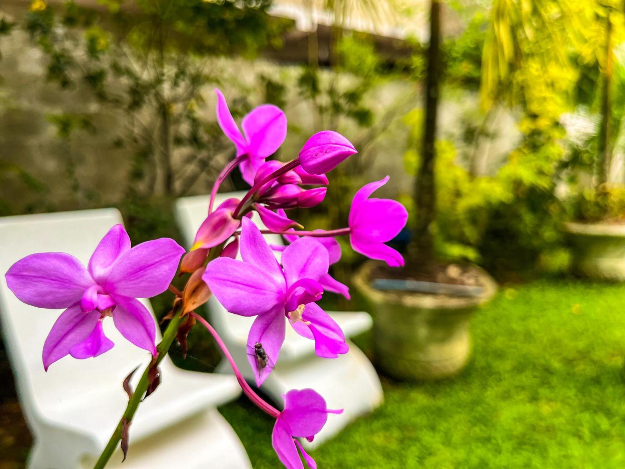 Galle Camellia ภายนอก รูปภาพ